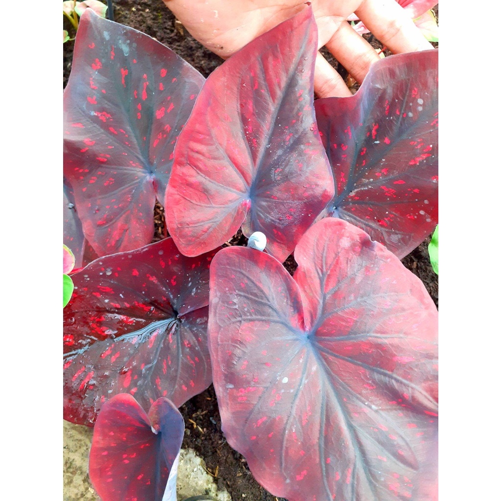 Caladium/Keladi Dealova