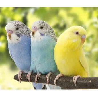 Burung Parkit Warna Warni