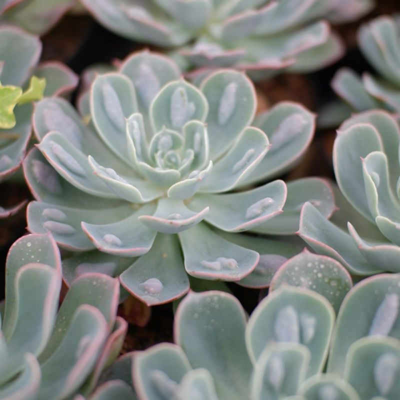 Sukulen Echeveria Raindrop