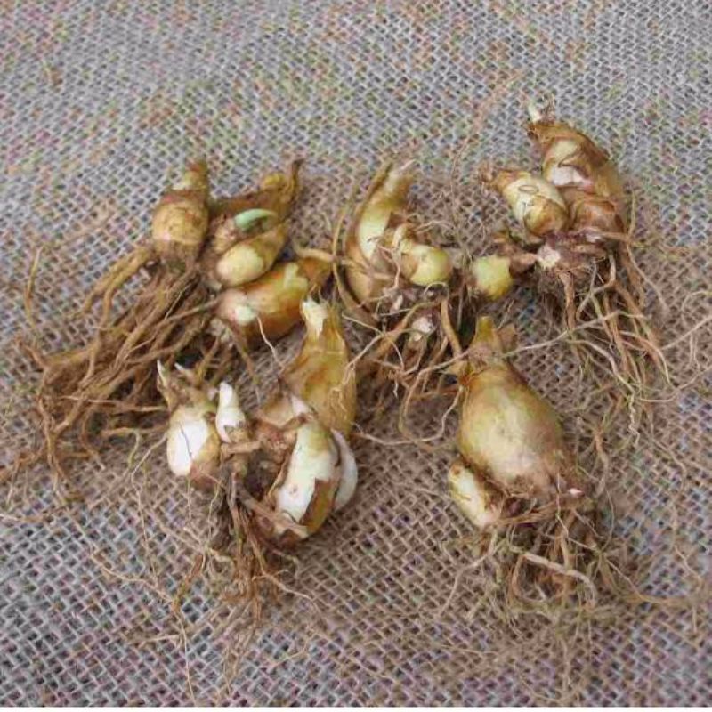 Umbi Bunga Sedap Malam