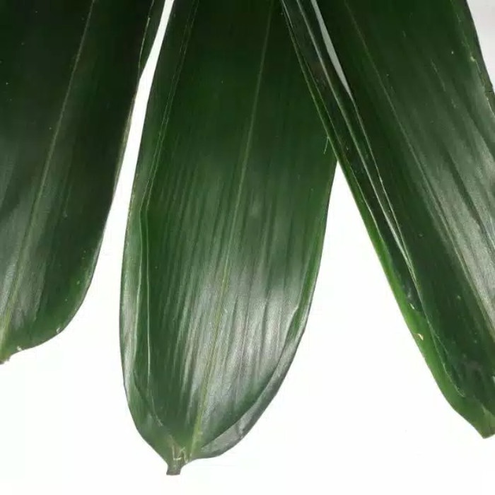 

New Daun bambu bugkus bacang daun pilihan