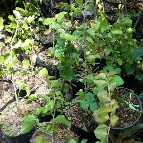 TANAMAN BEACH CHERRY/ CERI JEPANG SUDAH BERBUAH