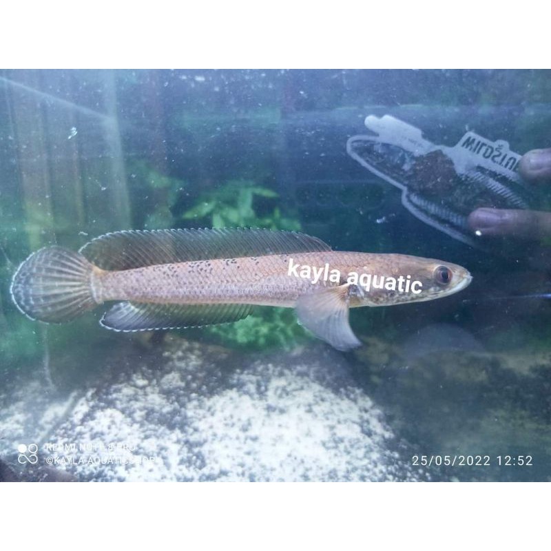 Harga cyanospilos Terbaru Mar 2025 BigGo Indonesia