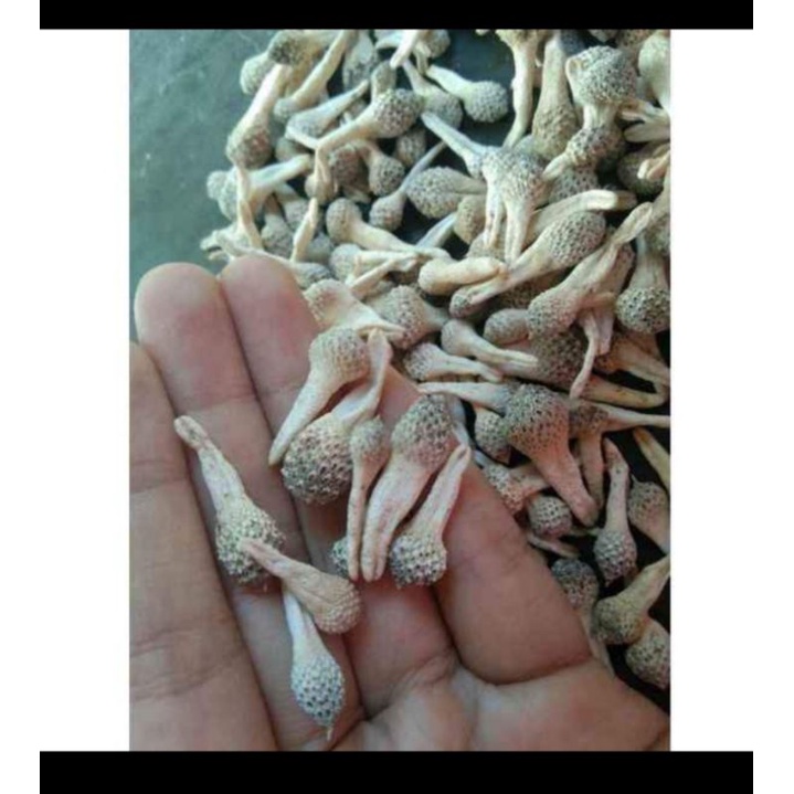 

mpot wik2_herbal
