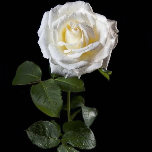 erlinaviskayuniartiherisutanto