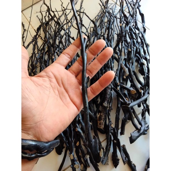 Bahan Akar Bahar Hitam Asli Size mnimalis