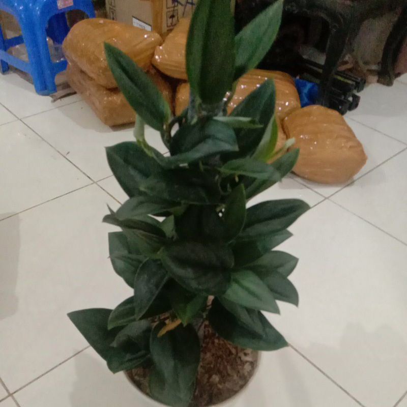 Scindapsus Treubii Moonlight rimbun