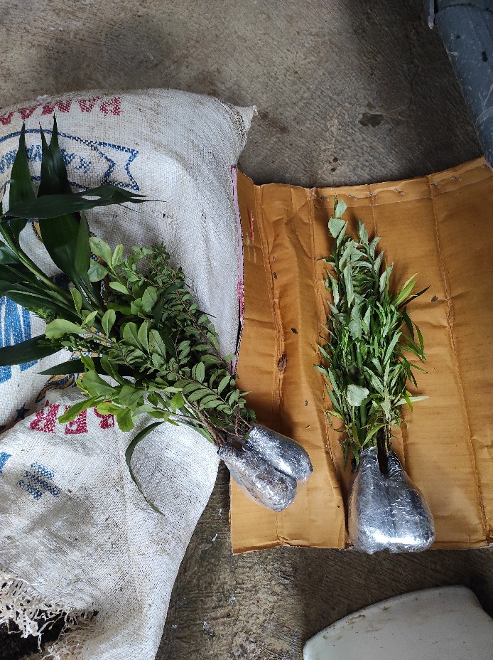 Bibit Tanaman Zodia / Pohon Zodia Anti Nyamuk