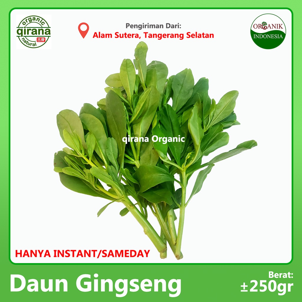 

Daun Gingseng Organik 250g
