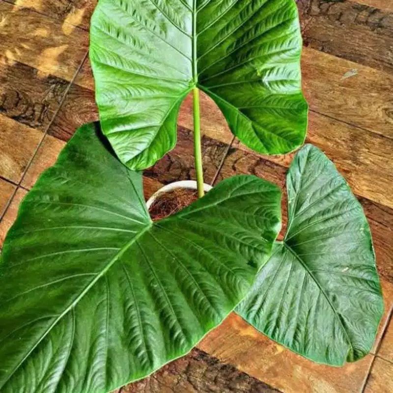 Alocasia alba besar