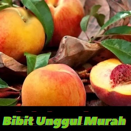 bibit buah persik peach hasil cangkok