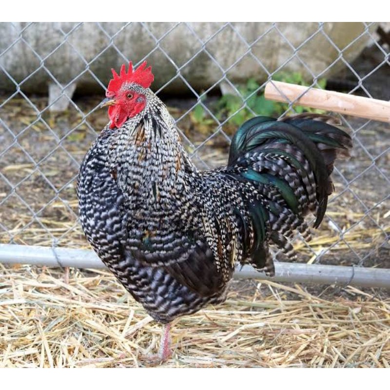 

TELUR AYAM BARRED PLYMOUTH ROCK FERTIL UNTUK DITETASKAN