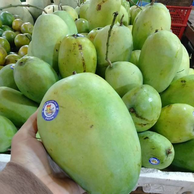 

Mangga budiraja