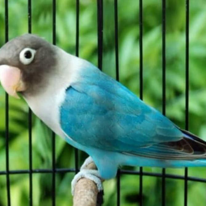 Burung Lovebird Cobalt | Lakbet Cobal | Dewasa
