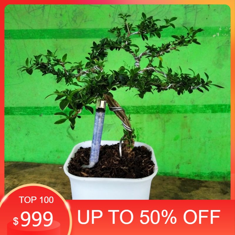 Tanaman hias bonsai mini bonsai mame mirten
