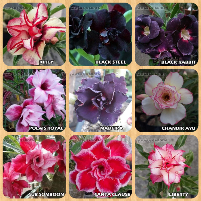 Bibit Bunga Kamboja Jepang - Adenium 10 Jenis