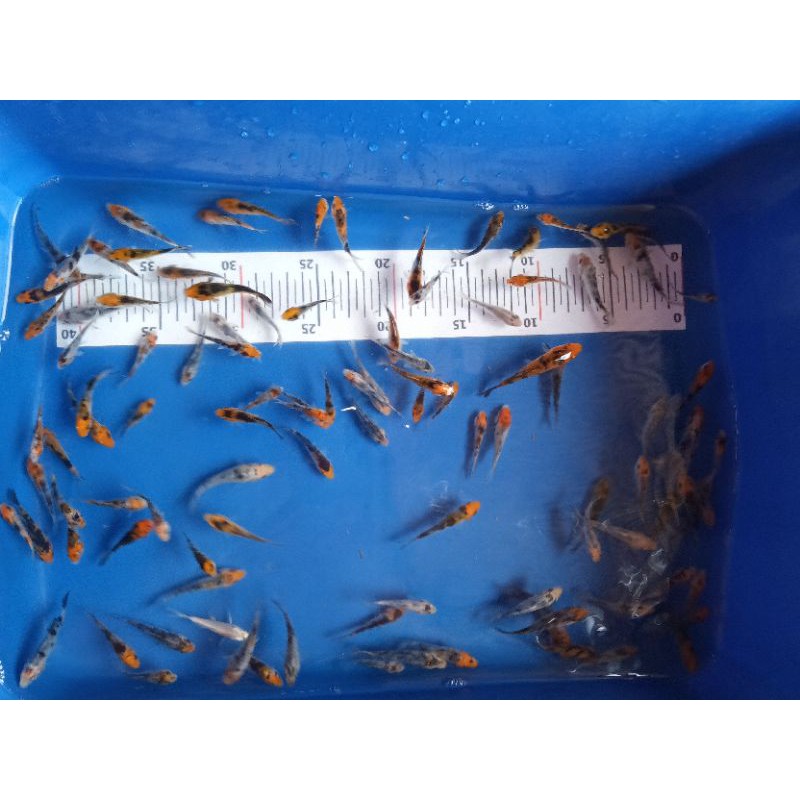 

koi anakan