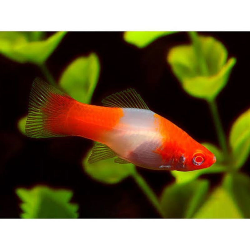 Ikan Hias Platy Santa Clause