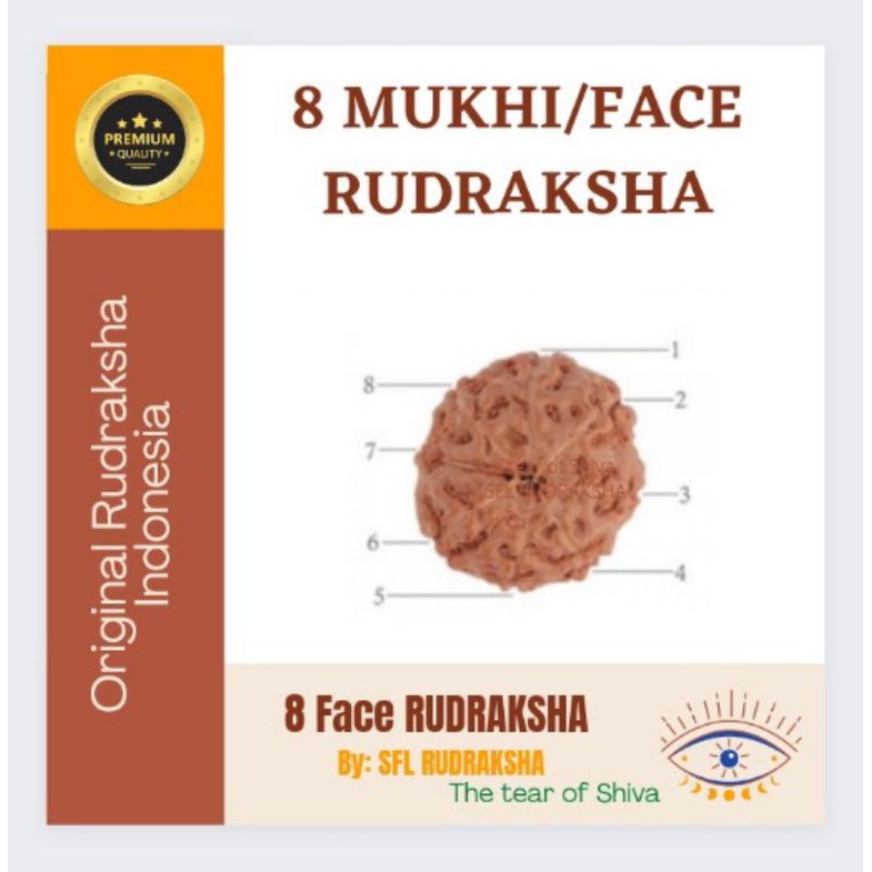 8 MUKHI RUDRAKSHA 7pcs JENITRI sudah ada lobang size 17mm up