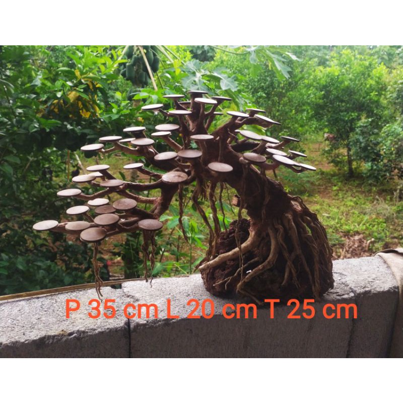 bonsai rasamala model pyramid P35 L 20 T 25 cm