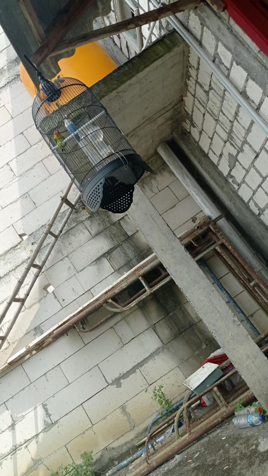 Lucky Cat Baterai / Pajangan Kucing Hoki / Pajangan Manekineko /