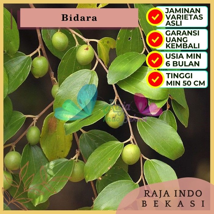 Bibit Tanaman Buah BIDARA Premium