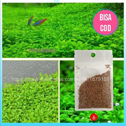 Bibit Tanaman Rumput Aquascape Landscape Ornament  - Dekorasi Tanaman Rumput Aquarium - Rumput Air