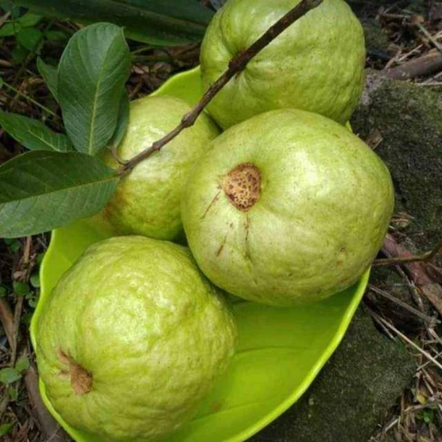 

Jambu biji kristal asli dari kebun langsung