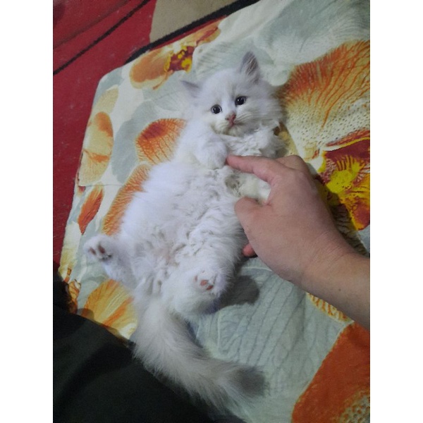 Kucing Ragdoll Simetris Putih