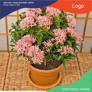 Jual tanaman hias asoka mini - asoka pink - soka jambon - Tanaman Hias