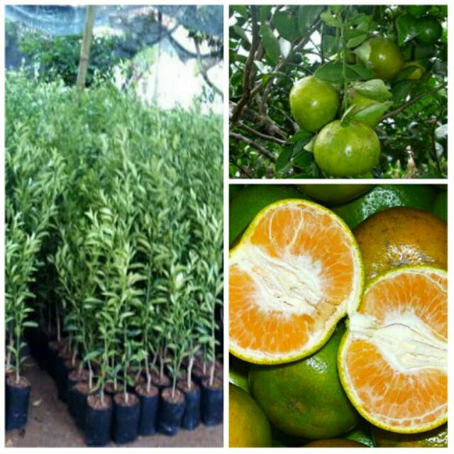 Bibit jeruk bw / cokun