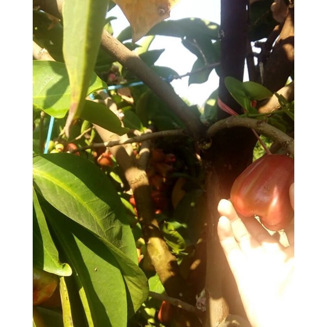 bibit jambu citra cangkok