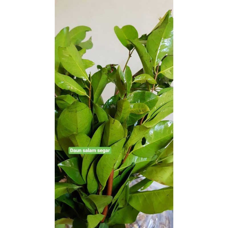 

Gudang Sayur - Daun Salam