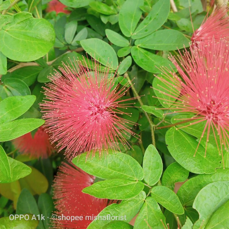 Kaliandra bila ada yg berbunga yg di kirim yg berbunga bila tidak adaygdikirimbelumberbunga