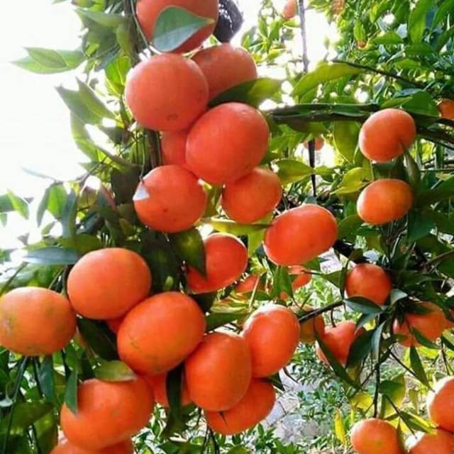 

Bibit jeruk santang madu terunggul