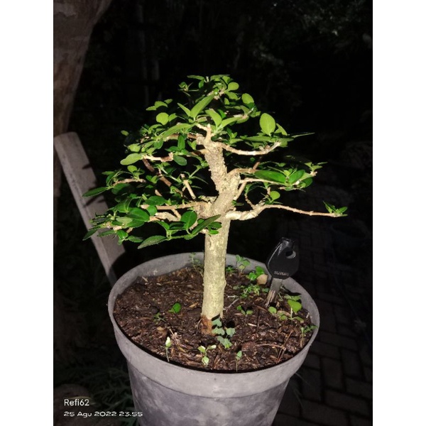 bonsai sancang mame bonsai jadi + bonus pot flad