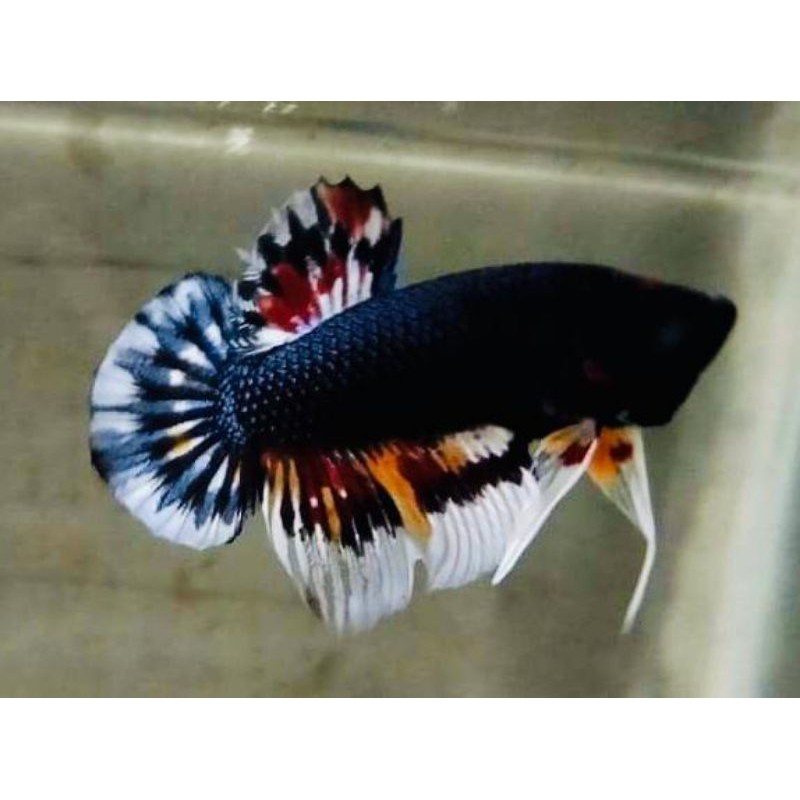 ikan cupang satu paket