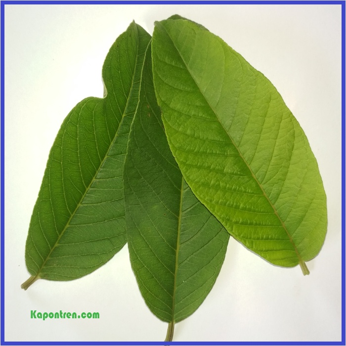 

Daun Jambu Biji Segar Langsung Petik Buat Diare
