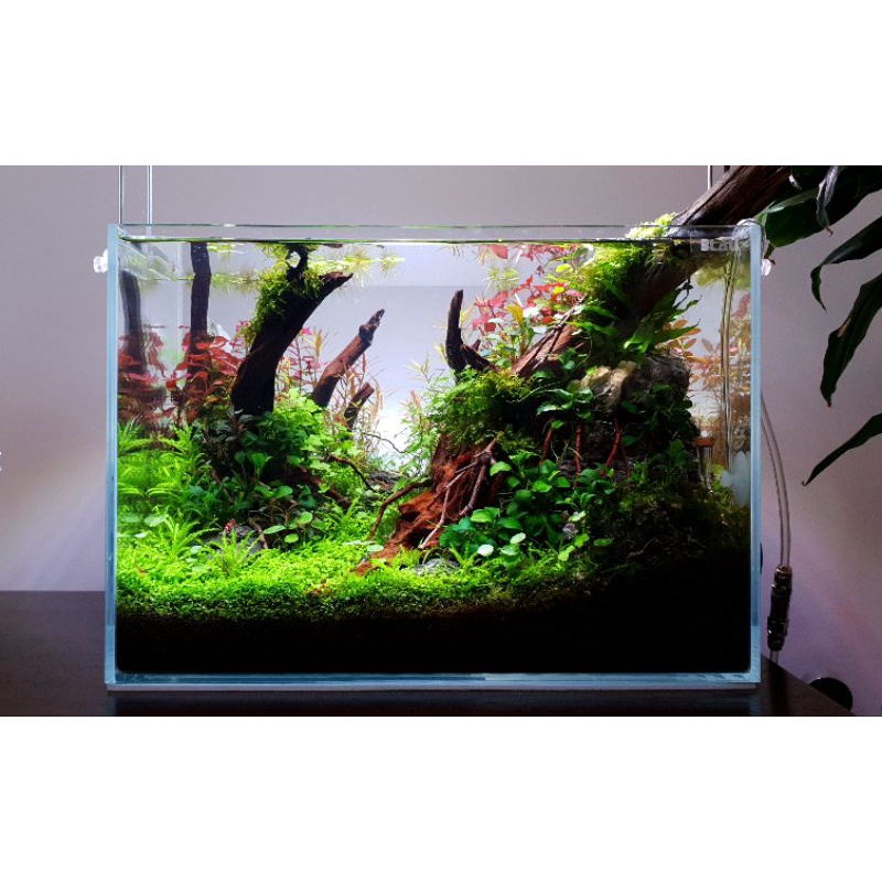 Paket Aquascape Low Tech Pemula - Tanaman Aquarium