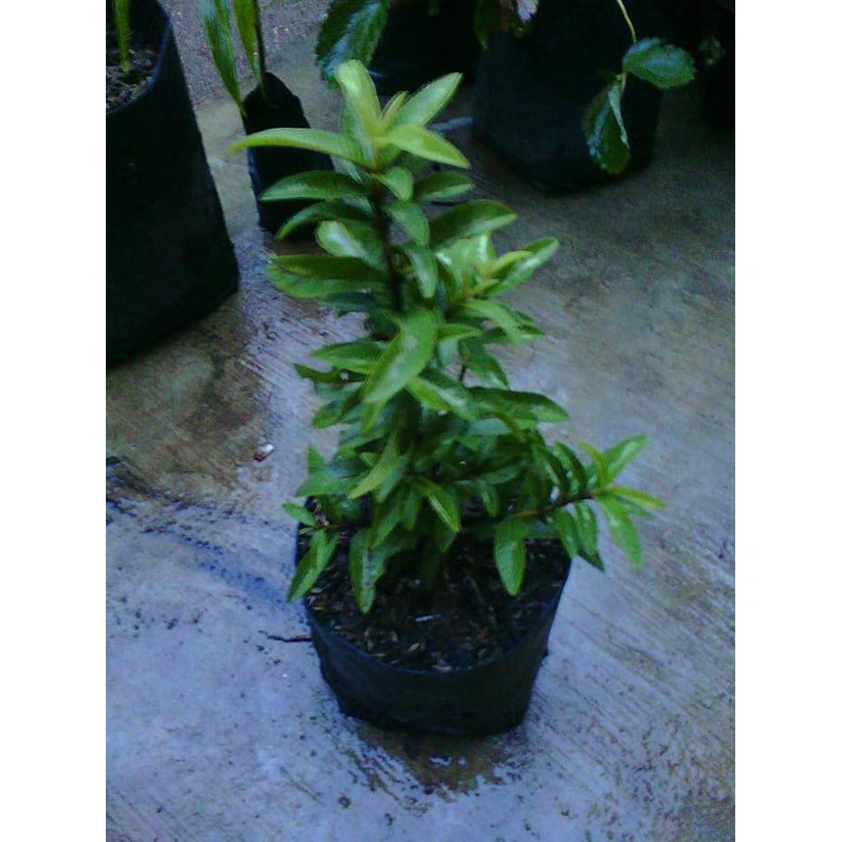Bibit Jambu Biji Kerikil / Mini / Klutuk Variegata reb0n