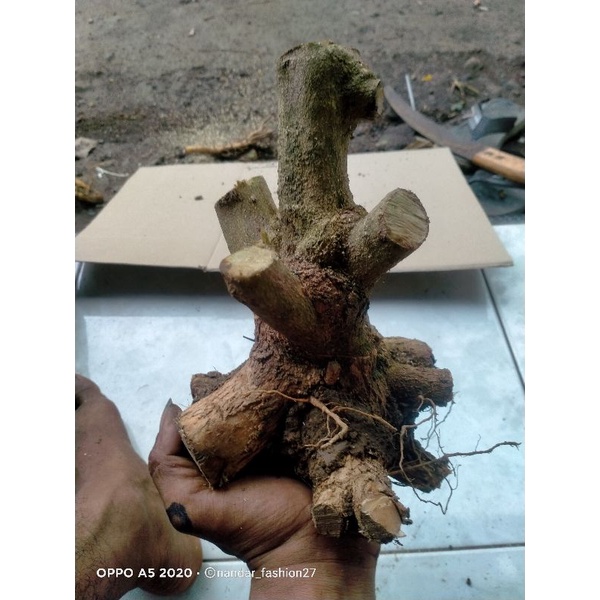 dongkelan bonsai lantana PING GADING 6k