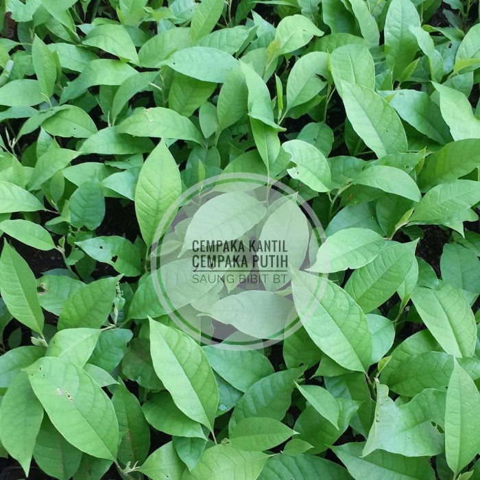 Bibit Pohon Cempaka Putih - Pohon Manglid - Pohon Kantil