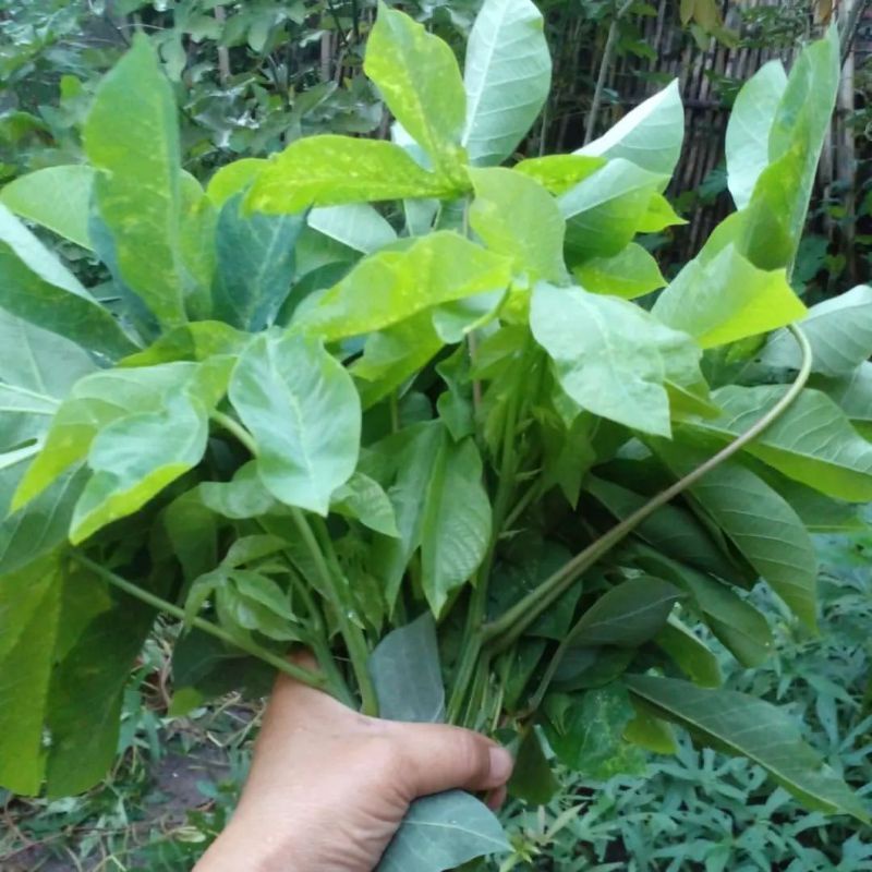 

pucuk daun singkong muda perikat
