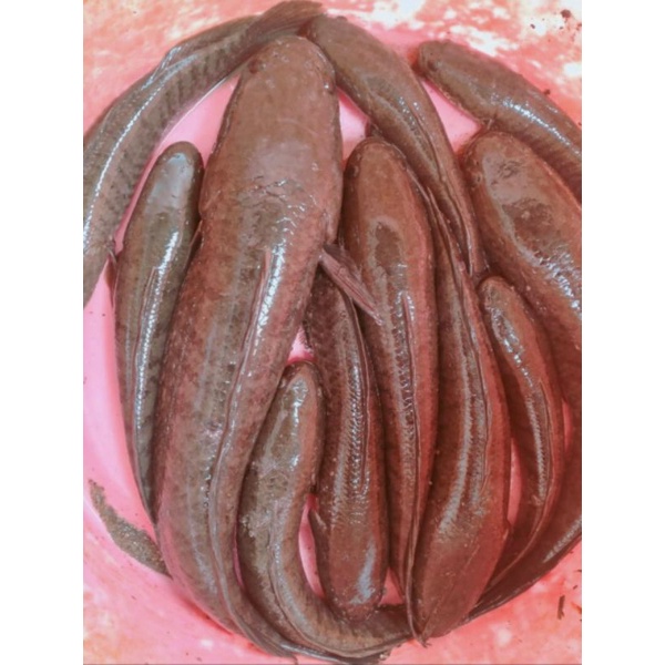 

Ikan Haruan Segar