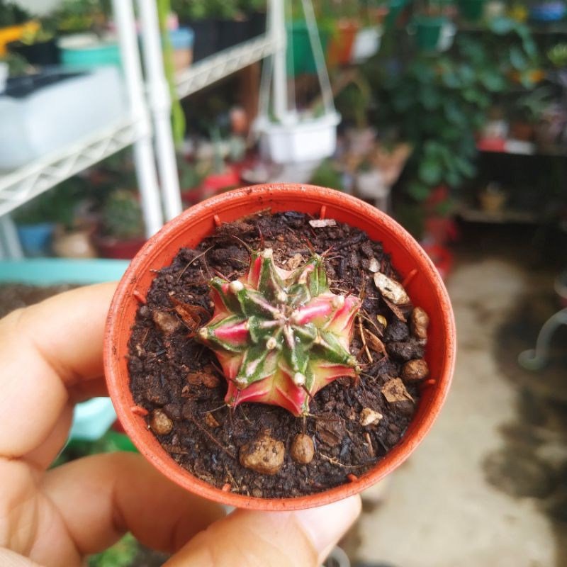 Gymnocalycium Mihanovinchi Starfire Varigata Rare Item Langka Import