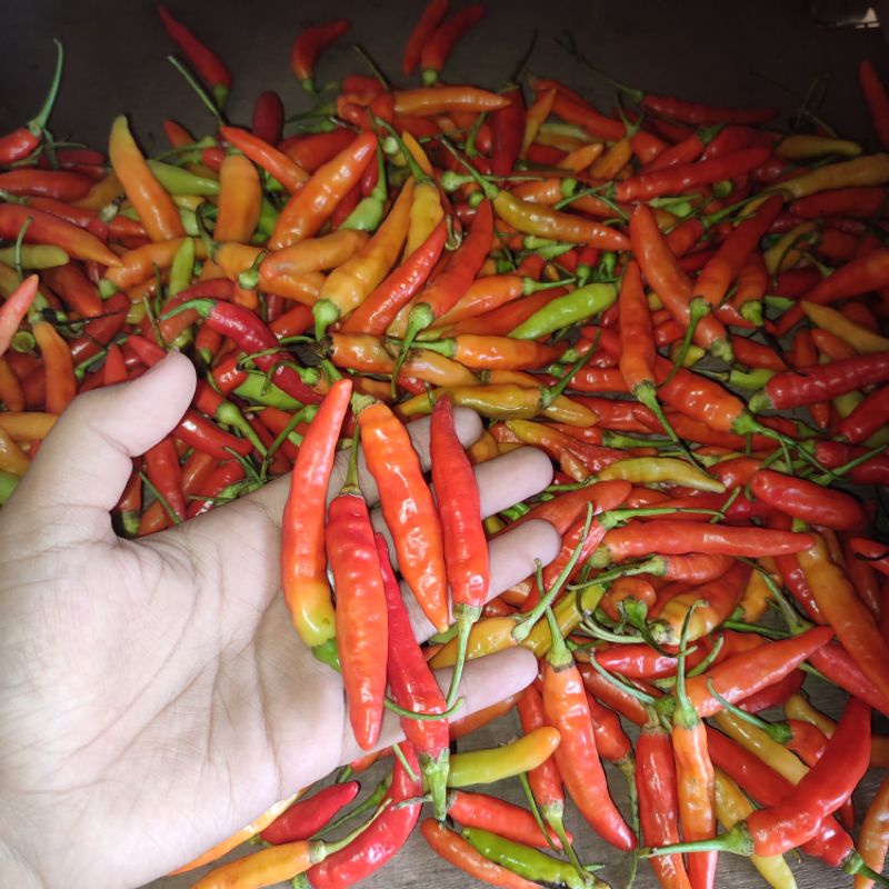 

Cabe Rawit Merah Jablay