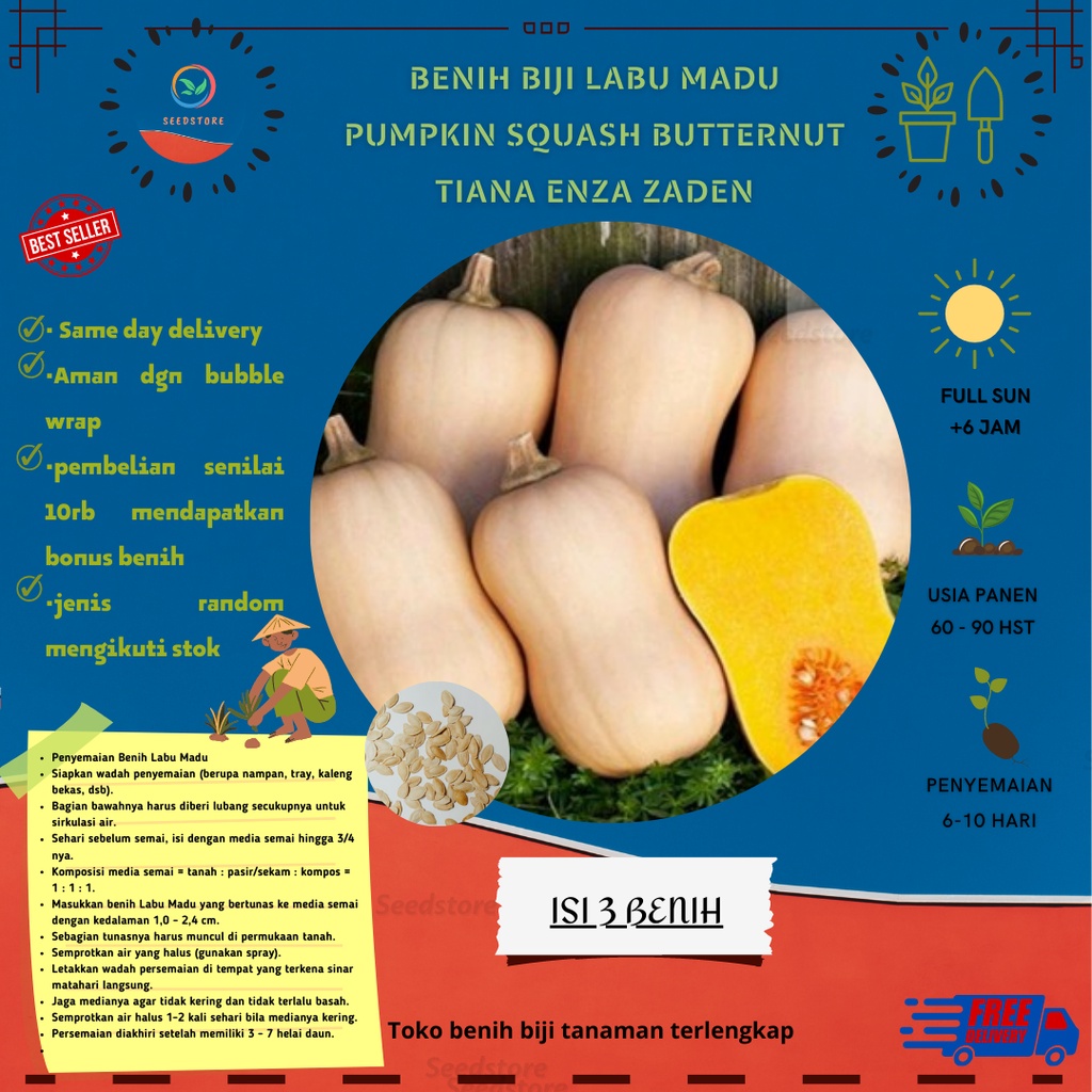 3 Benih labu Labu Pumpkin Squash Butternut Tiana F1 Enza Zaden