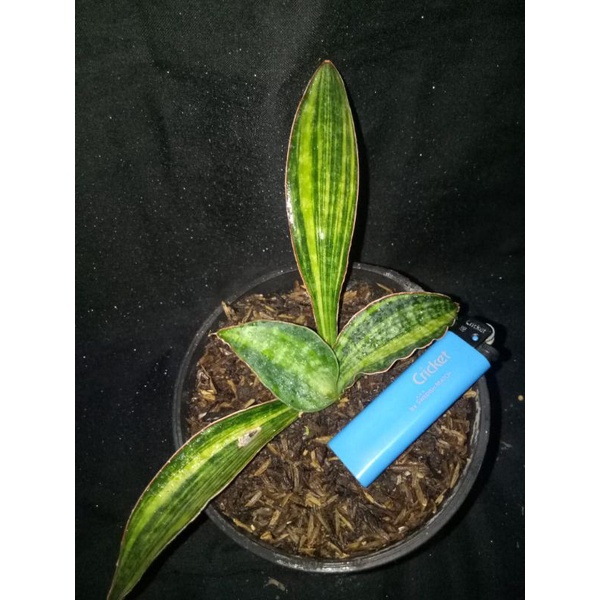 sansivera varigata marcophila