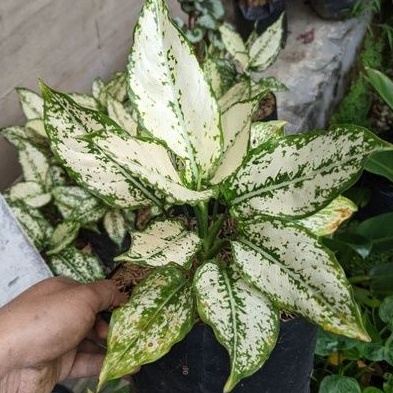 Aglonema Snow White Rimbun