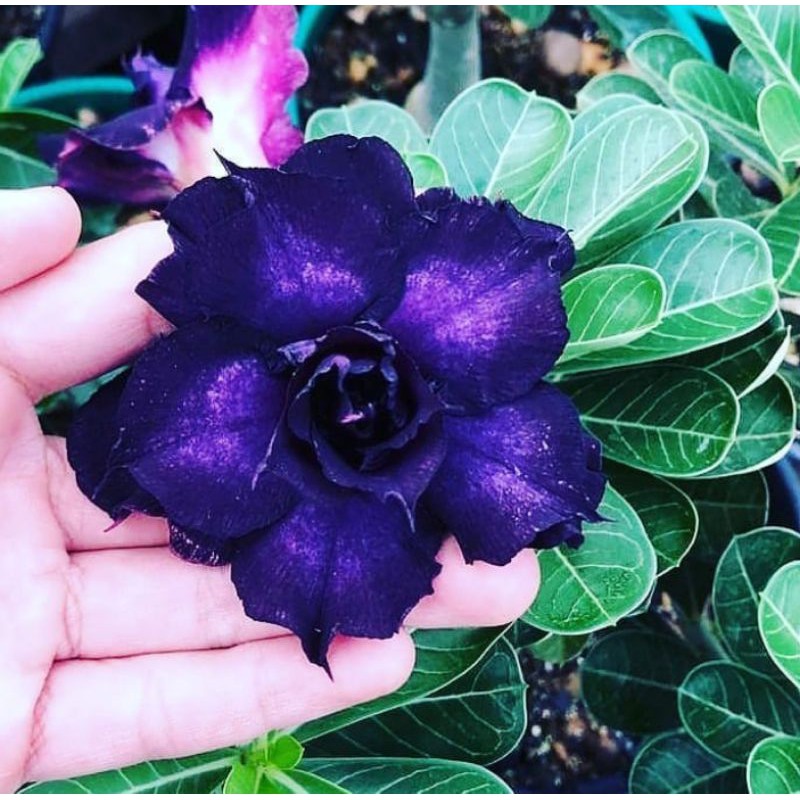 Tanaman hias adenium obesum biru pinterest